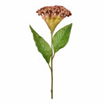 Celosia Stem - Bloomr