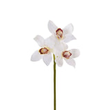 Cymbidium - Bloomr