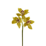 Cymbidium - Bloomr