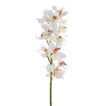 Cymbidium - Bloomr