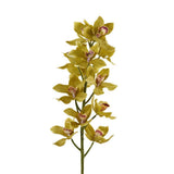 Cymbidium - Bloomr