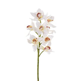 Cymbidium - Bloomr