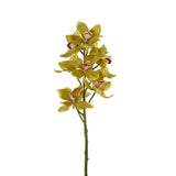 Cymbidium - Bloomr