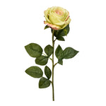 Flowers-French Rose-Bloomr