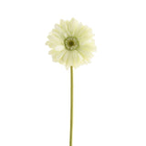 Gerbera Daisy - Bloomr