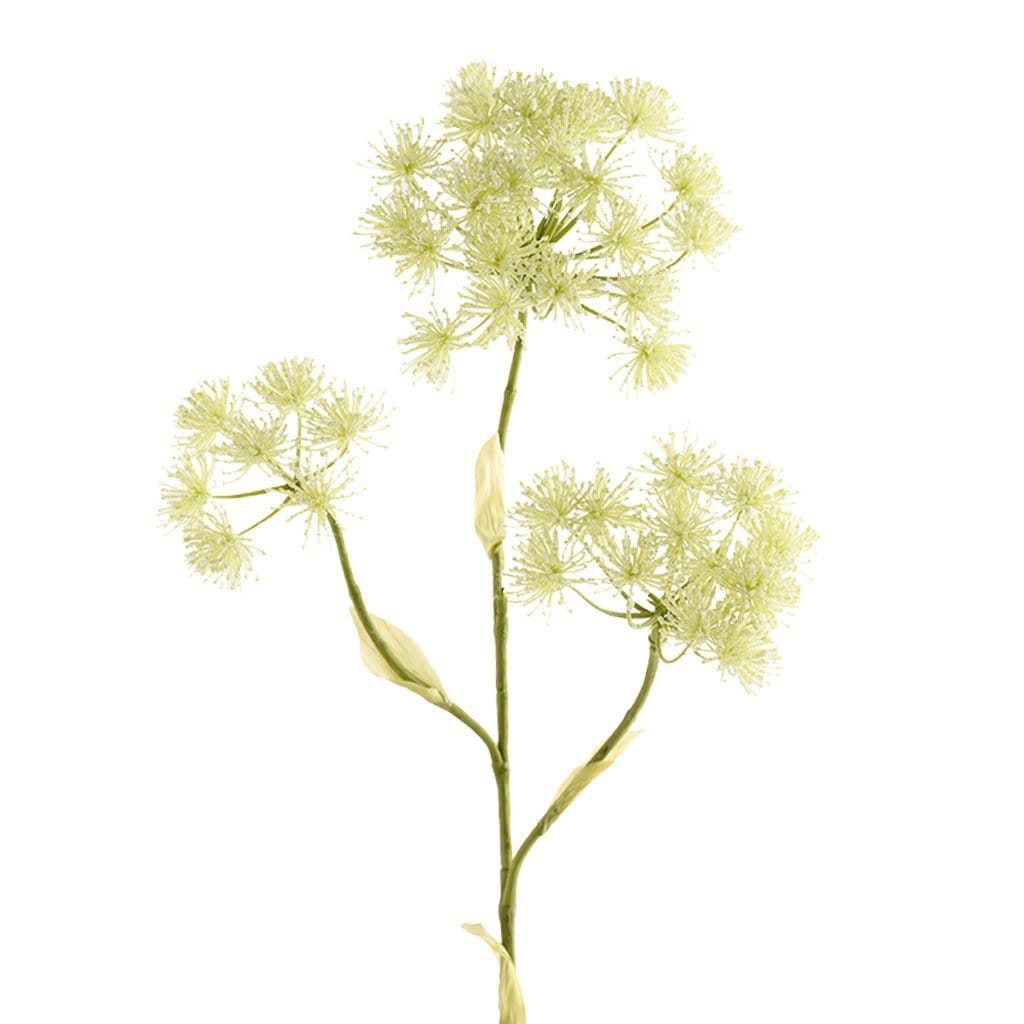 Heracleum Spray - Bloomr