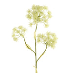 Heracleum Spray - Bloomr