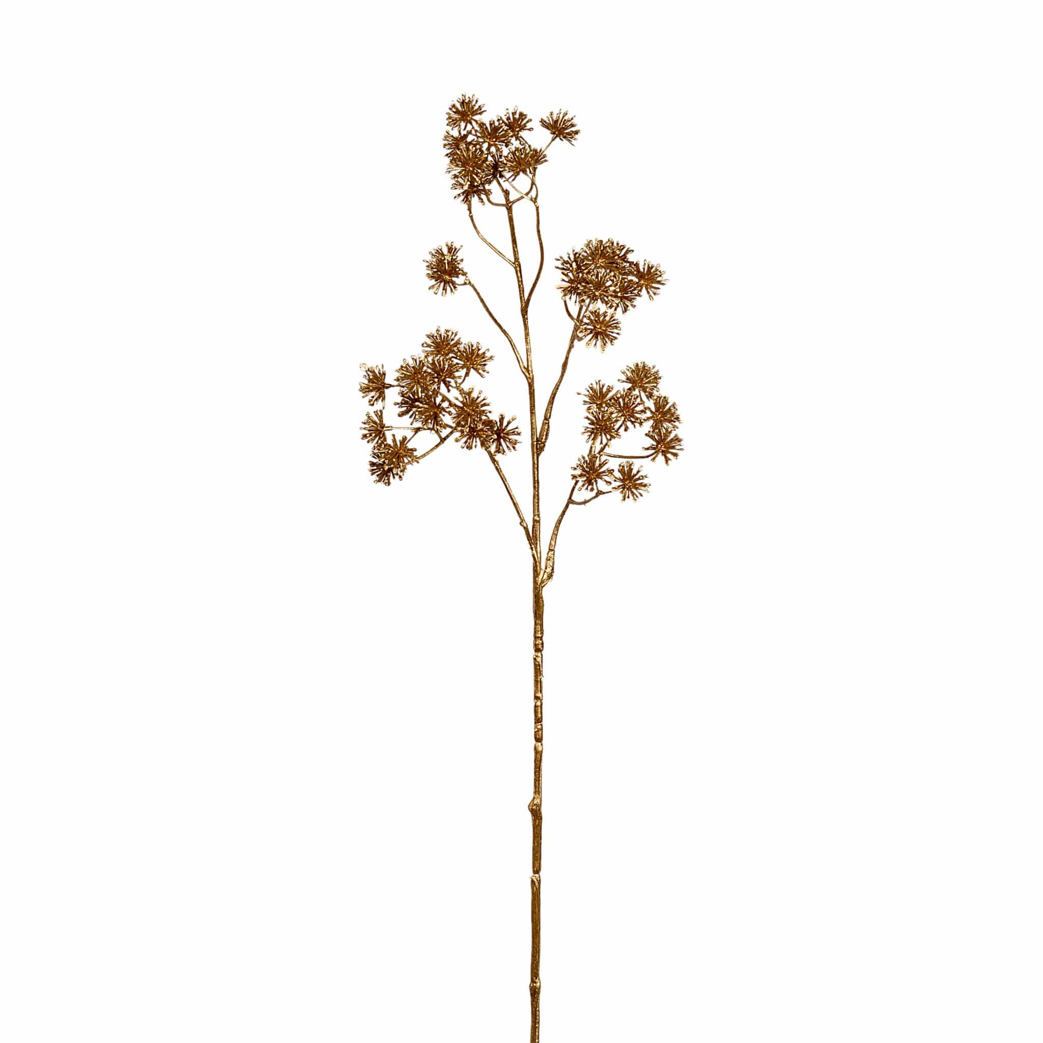 Metallic Aralia - Bloomr