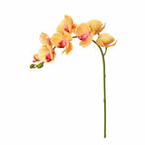 Orchid Stem - Bloomr