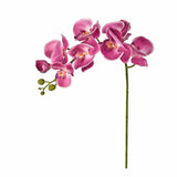 Orchid Stem - Bloomr