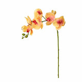 Flowers-Orchid Stem-Bloomr