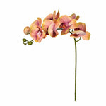 Orchid Stem - Bloomr