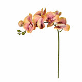 Flowers-Orchid Stem-Bloomr