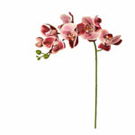 Flowers-Orchid Stem-Bloomr