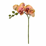 Orchid Stem - Bloomr