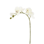 Orchid Stem - Bloomr