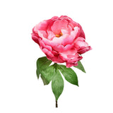 Peony - Bloomr