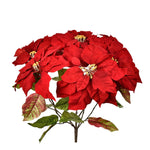 Poinsettia - Bloomr