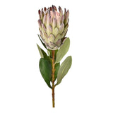 Protea - Bloomr