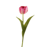 Tulip - Bloomr