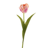 Tulip - Bloomr