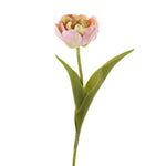 Tulip - Bloomr