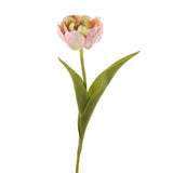 Tulip - Bloomr