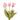 Flowers-Tulip Discontinued-Bloomr