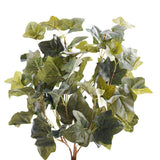 Hedera - Bloomr