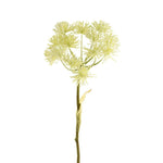 Greenery-Heracleum-Bloomr