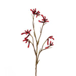 Greenery-Kangaroo Paw-Bloomr