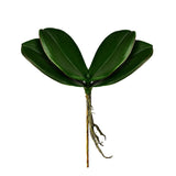 Orchid Leaf - Bloomr