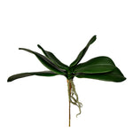 Orchid Leaf - Bloomr