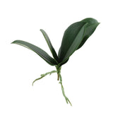 Orchid Leaf - Bloomr