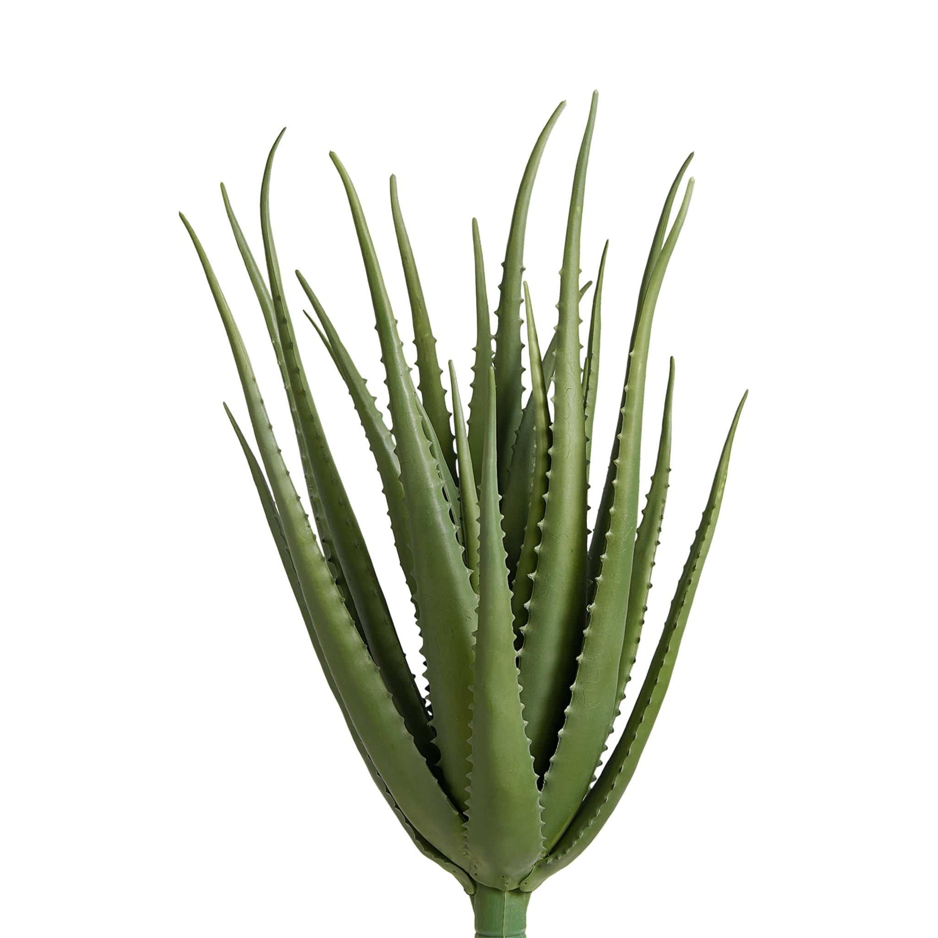 aloe vera plant in saudi arabia Aloe – Bloomr-Saudi