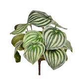 Peperomia - Bloomr