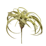 Tillandsia - Bloomr