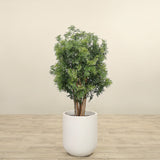 Artificial Aralia Tree <br> 120cm - Bloomr