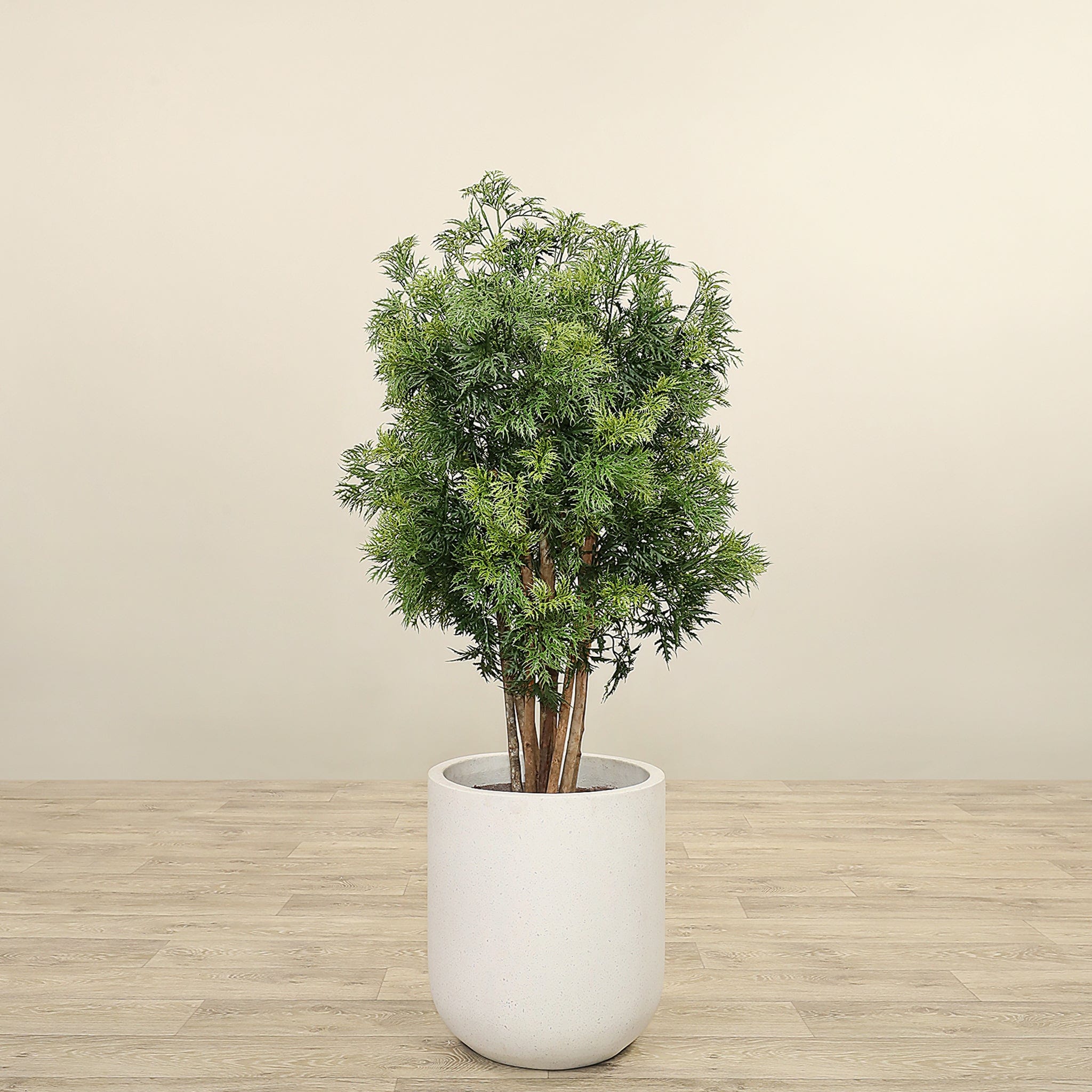 Artificial Aralia Tree <br> 120cm - Bloomr