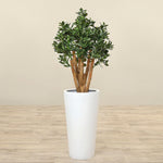 Trees-Artificial Jade Plant<br> 100cm-Bloomr