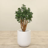 Trees-Artificial Jade Plant<br> 100cm-Bloomr