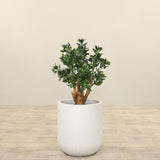 Trees-Artificial Jade Plant<br> 70cm-Bloomr