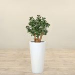 Trees-Artificial Jade Plant<br> 70cm-Bloomr