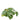 Greenery-Pancake Bush-Bloomr