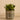 Greenery-Potted Succulent (Discontinued)-Bloomr