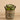 Greenery-Potted Succulent (Discontinued)-Bloomr