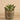Greenery-Potted Succulent (Discontinued)-Bloomr