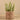 Greenery-Potted Succulent (Discontinued)-Bloomr