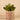 Greenery-Potted Succulent (Discontinued)-Bloomr