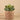 Greenery-Potted Succulent (Discontinued)-Bloomr